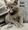Earl Grey