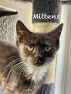 Mittens