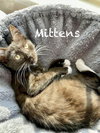 Mittens