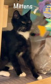 Mittens