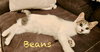 Beans