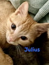 Julius