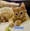 Julius