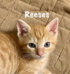 Reeses