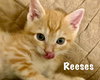 Reeses