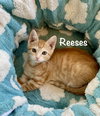 Reeses