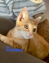 Reeses