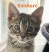 Snickers