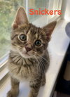 Snickers