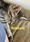 Snickers