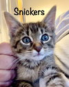 Snickers