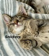 Snickers
