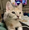 Toffee