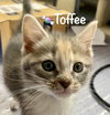 Toffee