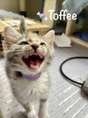 Toffee