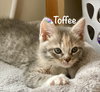 Toffee