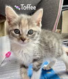 Toffee