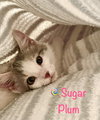 Sugar Plum