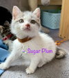 Sugar Plum