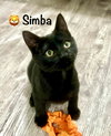 Simba
