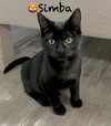 Simba