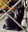 Simba