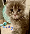 Dusty