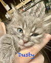 Dusty