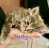 Dusty