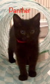 Panther