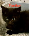 Panther