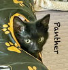 Panther