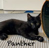 Panther