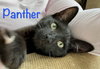 Panther