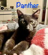 Panther