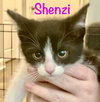 Shenzi