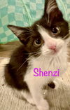 Shenzi