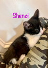 Shenzi