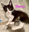 Shenzi