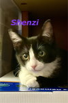 Shenzi