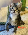 Acorn