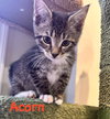 Acorn