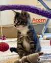 Acorn
