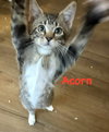 Acorn