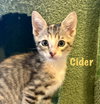 Cider