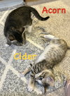 Cider
