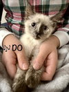 DO