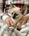 DO