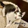 Marley