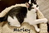 Marley